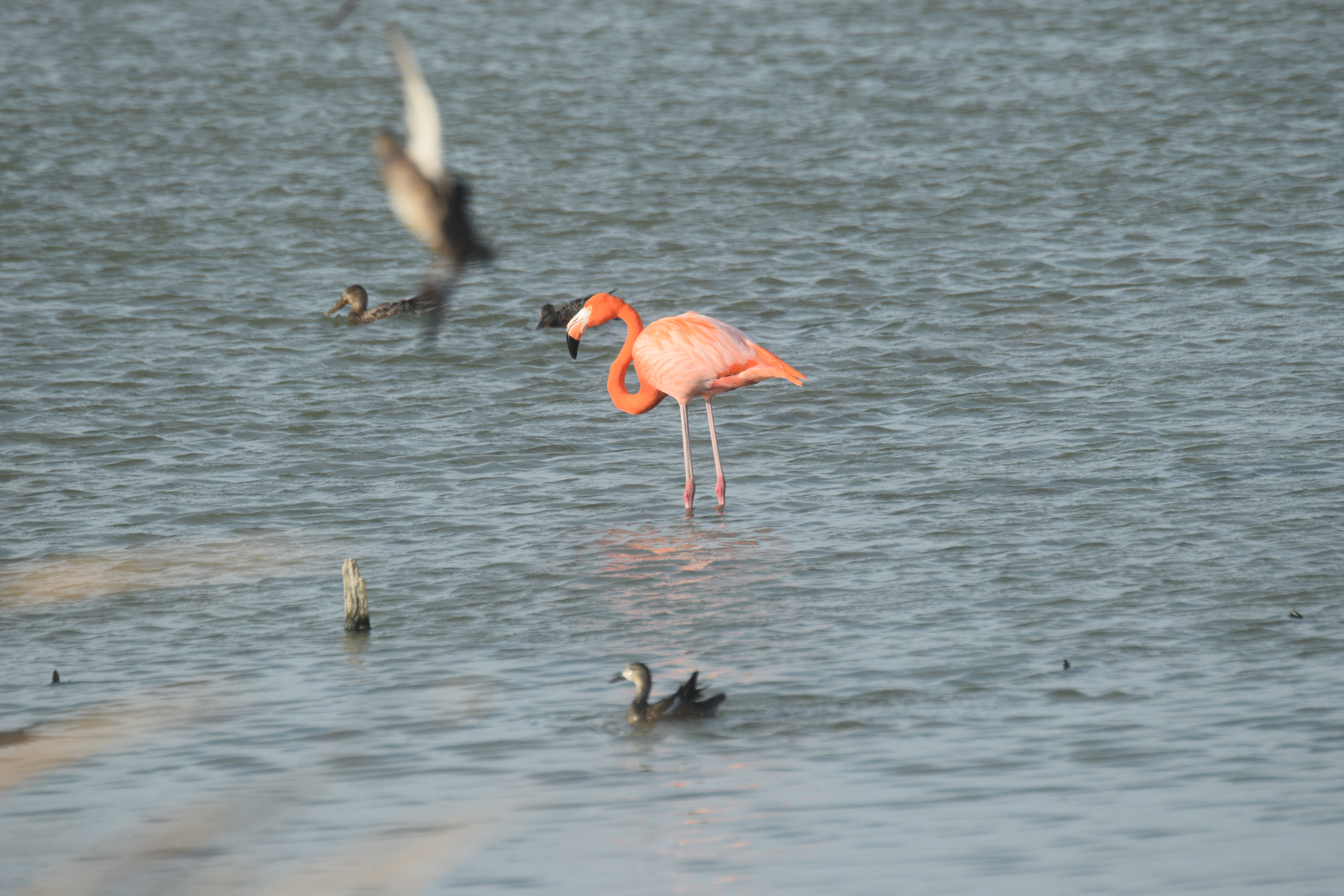 Wildlife photography